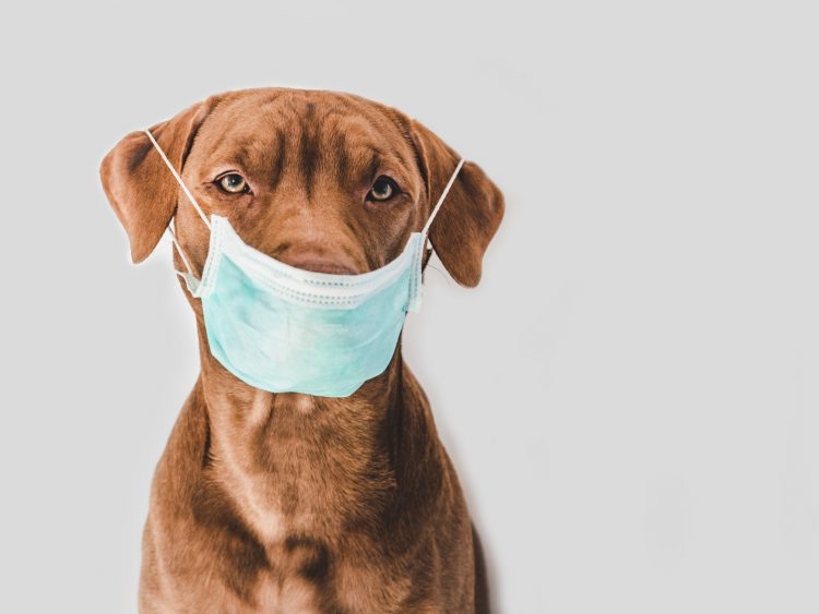 La importancia de vacunar a tiempo a tu mascota