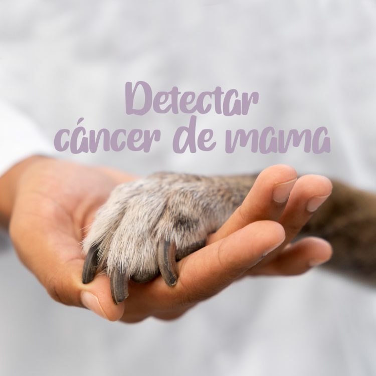 Tumor de mama en la perra